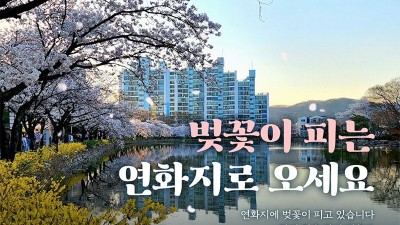 벚꽃 명소 연화지 - 김천 여행 가볼만한곳